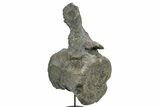 Fossil Sauropod Caudal Vertebra with Metal Stand - Colorado #335454-1